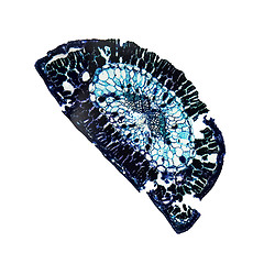 Image showing Pine leaf micrograph