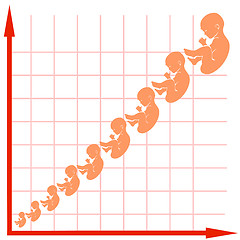 Image showing Human Fetus Growth Chart