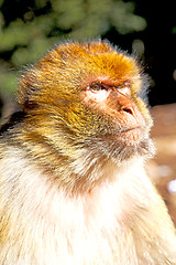 Image showing  monkey in africa morocco and natura  close up