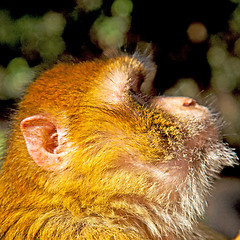 Image showing bush monkey in africa morocco and natural background fauna close