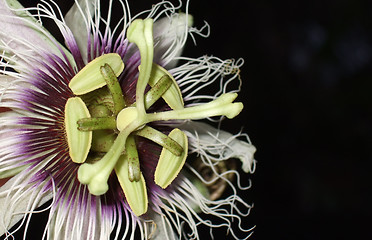 Image showing 
Passion-fruit flower