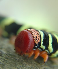 Image showing colored earthworm