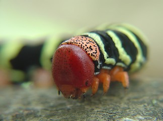 Image showing colored earthworm