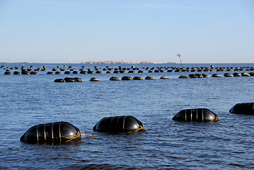 Image showing Seafood industry # 01 / Blåskjellanlegg