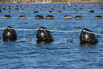 Image showing Seafood industry # 02 / Blåskjellanlegg