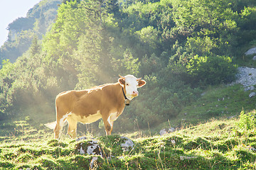 Image showing Hereford cattle beef breed cow grazing on Alpine mountains slope