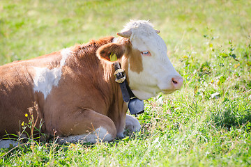 Image showing Purebred Hereford cow lying on Alps sunlight pasture meadow