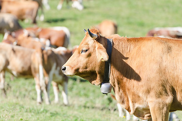 Image showing Head profile portrait of red ginger cattle