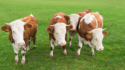 Image showing Group of calves grazing on Alpine pasture