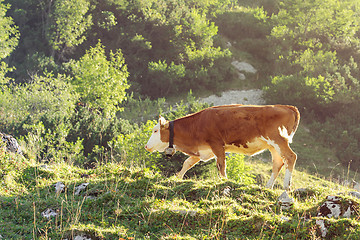 Image showing Red and white calf of Hereford breed cattle grazing