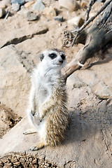 Image showing Meerkat or suricate