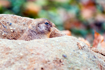 Image showing Black-tailed prairie dog