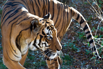 Image showing Tiger