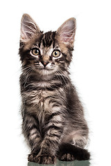 Image showing Cute Furry Kitten