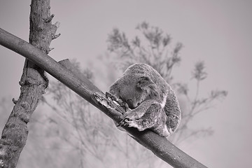 Image showing Sleeping Koala Bear