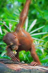 Image showing Wild Borneo Orangutan