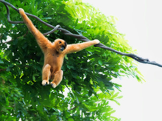 Image showing Wild Gibbon Monkeys