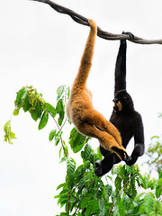 Image showing Wild Gibbon Monkeys