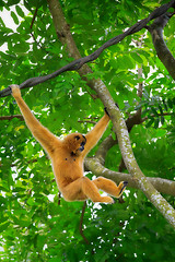 Image showing Wild Gibbon Monkey