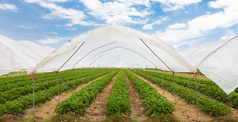 Image showing Strawberrys growing in the greenhouse.