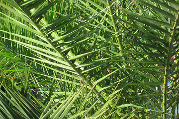 Image showing palm leaf background