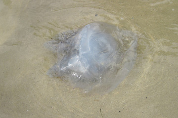 Image showing jellyfish on the beach