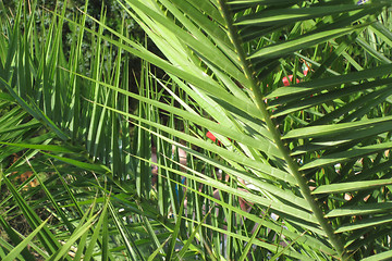 Image showing palm leaf background