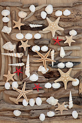 Image showing Shells and Driftwood