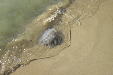 Image showing jellyfish on the beach