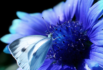 Image showing Red flower with a butterfly