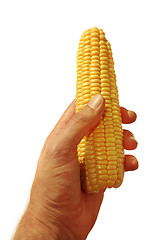 Image showing hand holding corn