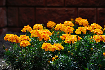 Image showing Yellow flowers.