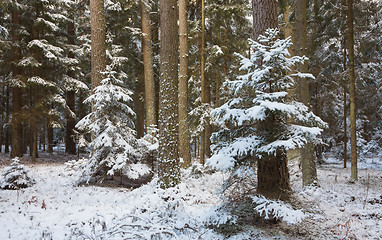 Image showing Winter landscape of natural forest with pine trees trunks and spruces