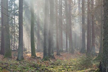 Image showing Autumnal misty morning in the forest