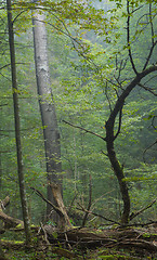 Image showing Old poplar tree in autumnal misty forest