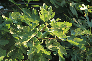Image showing natural fig plants