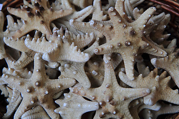 Image showing star fishes background