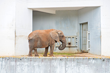 Image showing African elephant near wall