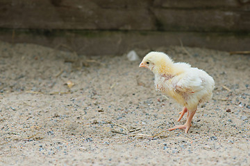 Image showing Little cute chick
