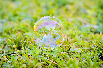 Image showing Soap bubble on grass