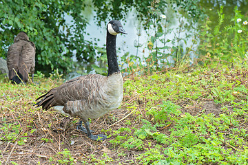 Image showing Gray canadian goose on green field