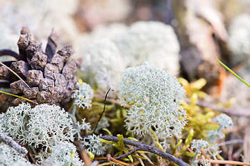 Image showing White reindeer moss photo