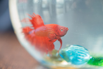 Image showing Red small fish in aquarium