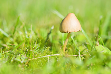 Image showing Beautiful toxic mushroom