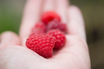 Image showing Handful of raspberry on a hand