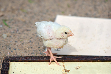 Image showing Cute small chick