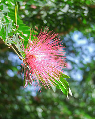 Image showing red feathered blossom