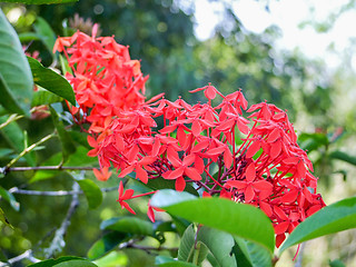 Image showing red blossom