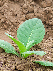 Image showing young tobacco plant