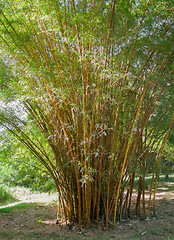 Image showing bamboo plants